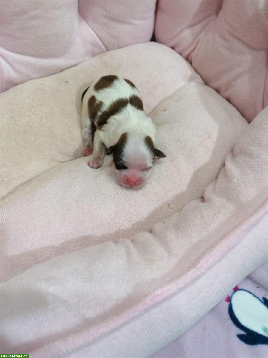 Bild 5: Shih Tzu Welpen aus Familienzucht in Italien