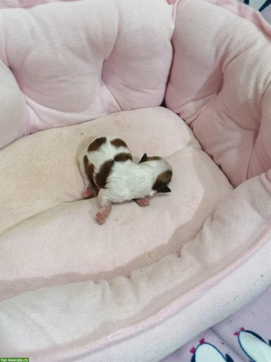 Bild 6: Shih Tzu Welpen aus Familienzucht in Italien