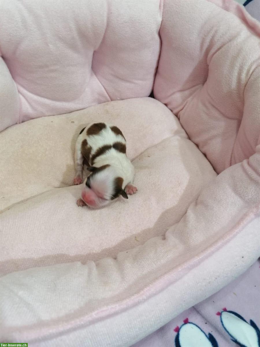 Bild 7: Shih Tzu Welpen aus Familienzucht in Italien