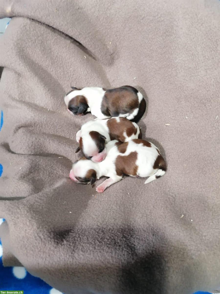 Bild 8: Shih Tzu Welpen aus Familienzucht in Italien
