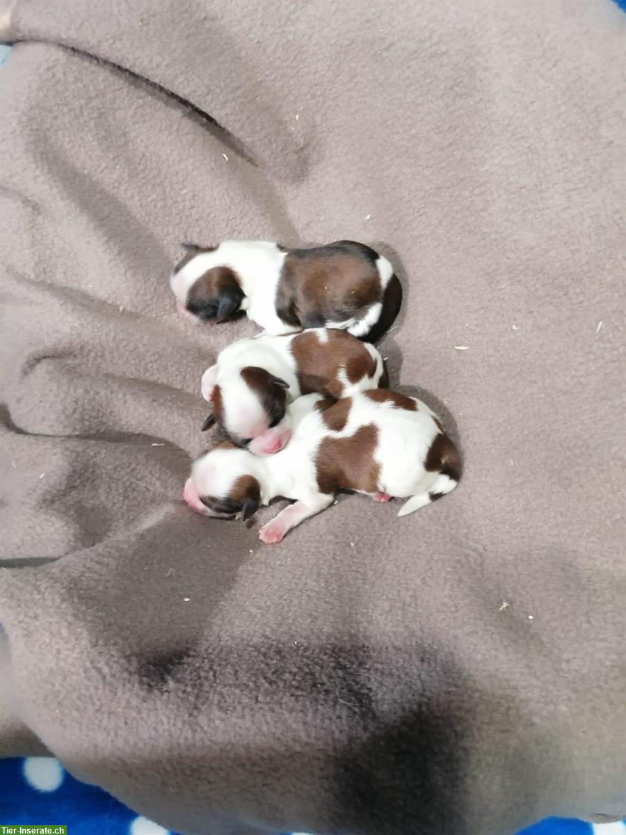 Bild 9: Shih Tzu Welpen aus Familienzucht in Italien