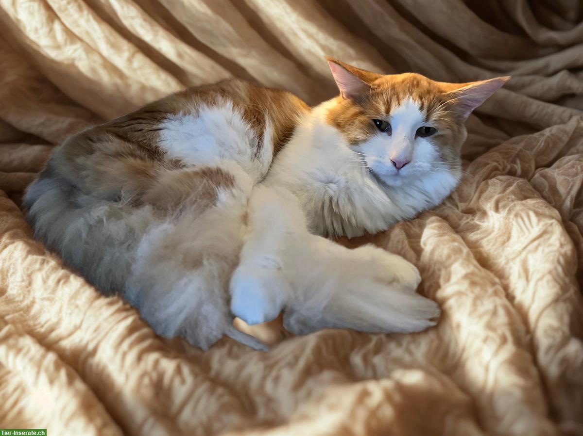 Bild 7: Norwegische Waldkatzen Kitten, verschiedene Farben mit Stammbaum