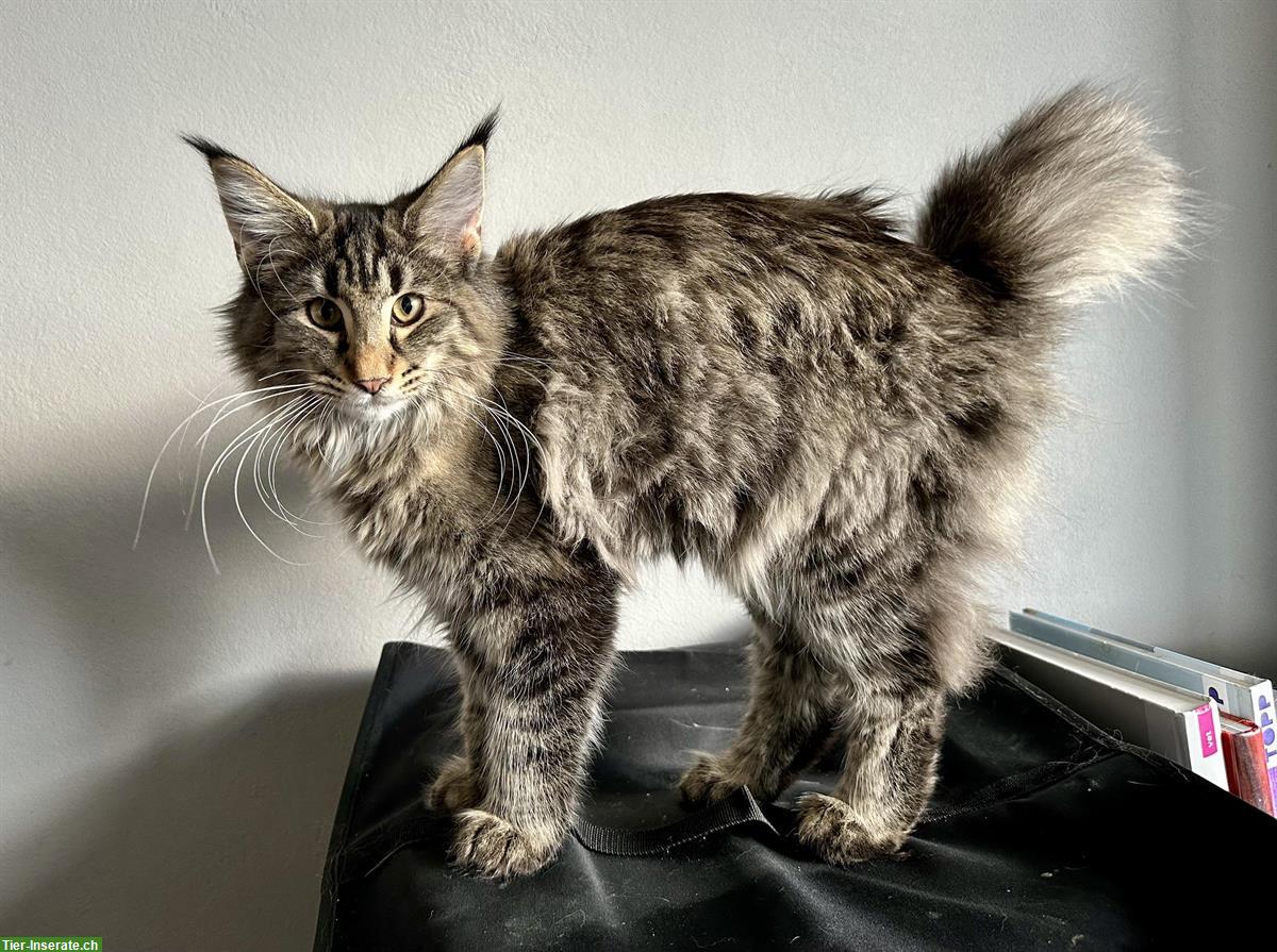 Bild 8: Norwegische Waldkatzen Kitten, verschiedene Farben mit Stammbaum