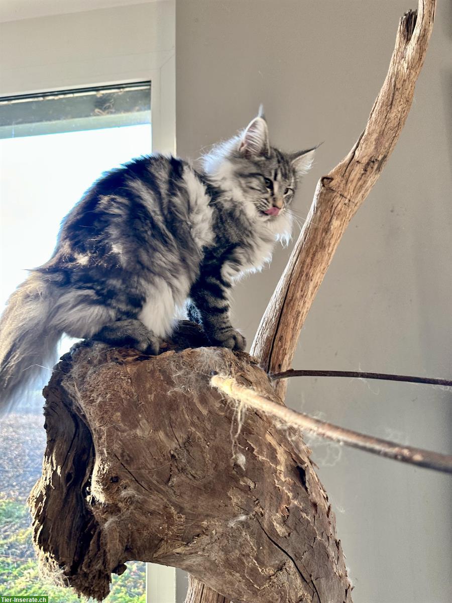 Bild 9: Norwegische Waldkatzen Kitten, verschiedene Farben mit Stammbaum