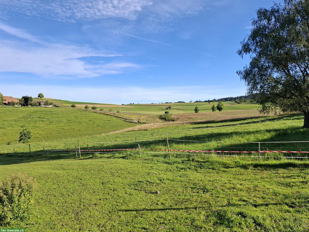 Bild 10: Offenstall für Wallach in Worb BE