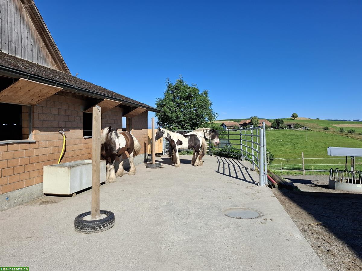 Bild 8: Pferde Offenstallplatz frei in Worb BE