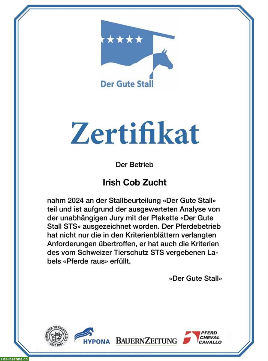 Bild 9: Pferde Offenstallplatz frei in Worb BE