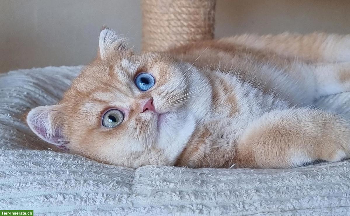 Bild 10: Wurfankündigung BKH/BLH Britisch Kurzhaar, Langhaar Kätzchen