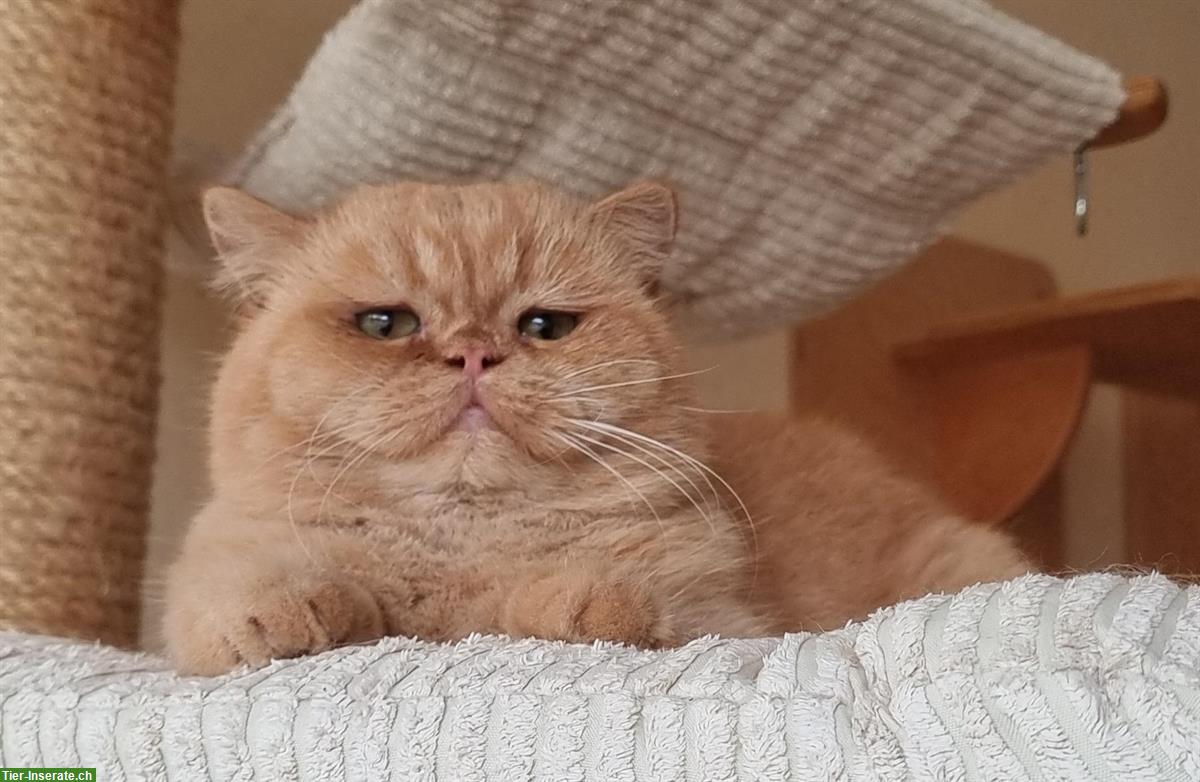 Bild 8: Britisch Kurzhaar/langhaar BKH/BLH Katzen, Kitten, Kätzchen