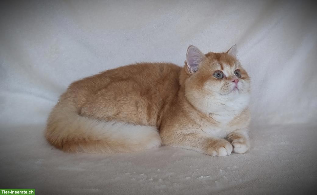 Bild 9: Wurfankündigung BKH/BLH Britisch Kurzhaar, Langhaar Kätzchen