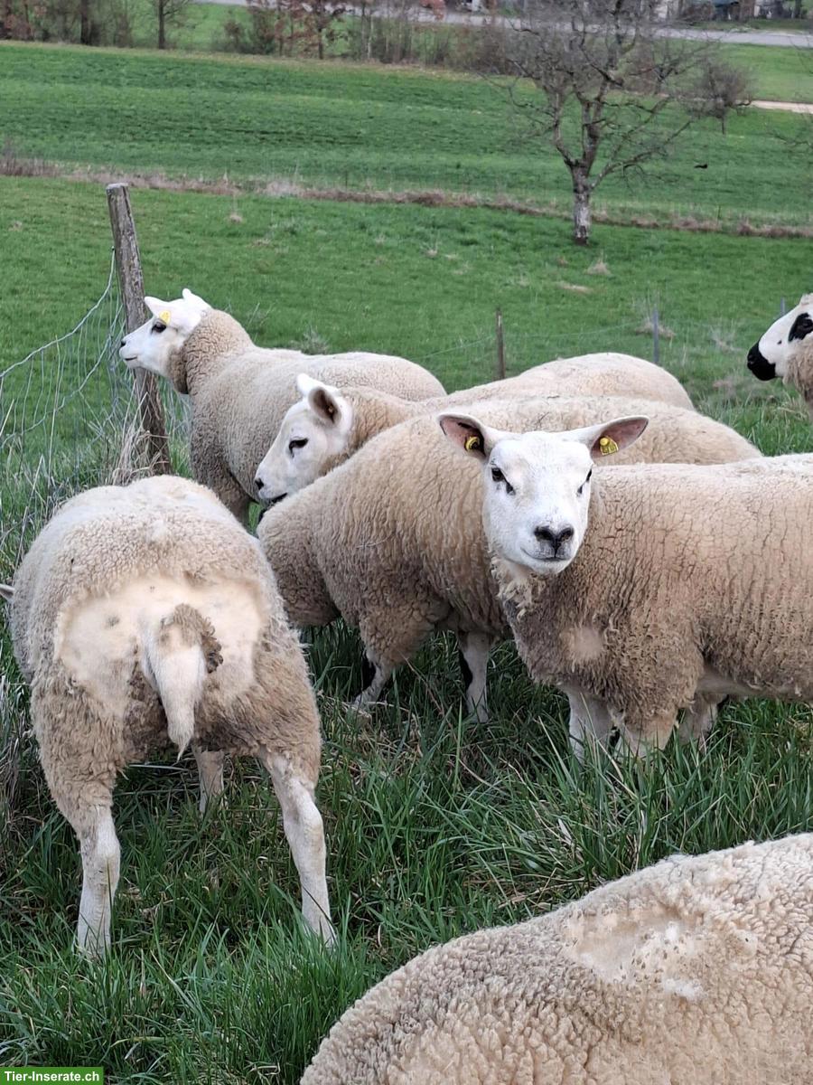 Bild 5: Kerry Hill Schafe und Texel zu verkaufen