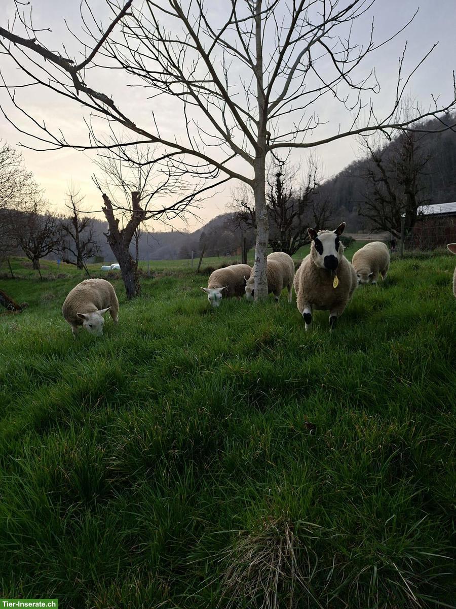 Bild 6: Kerry Hill Schafe und Texel zu verkaufen