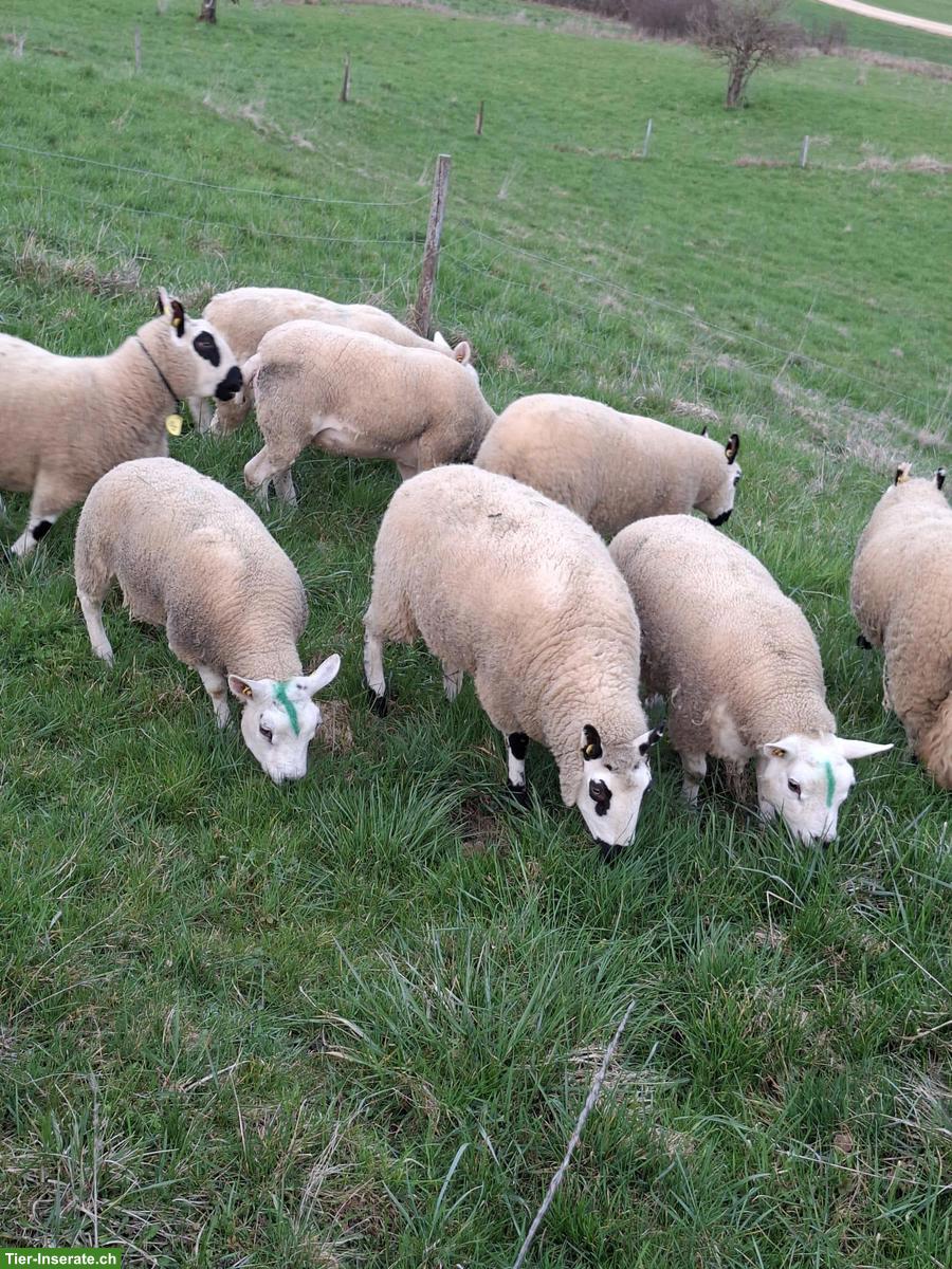 Bild 7: Kerry Hill Schafe und Texel zu verkaufen