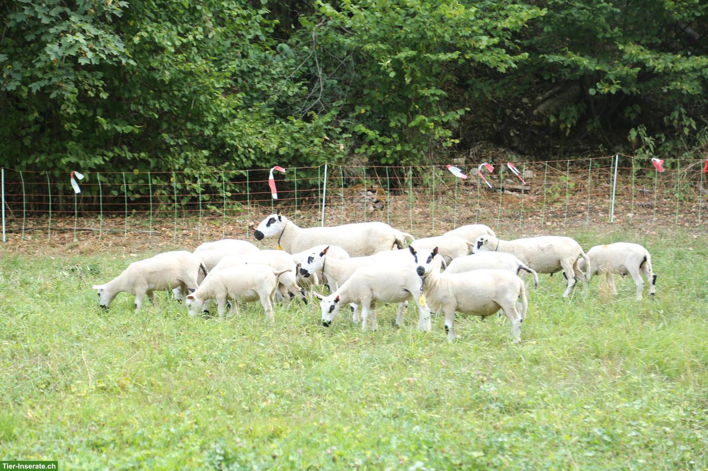 Bild 9: Kerry Hill Schafe und Texel zu verkaufen