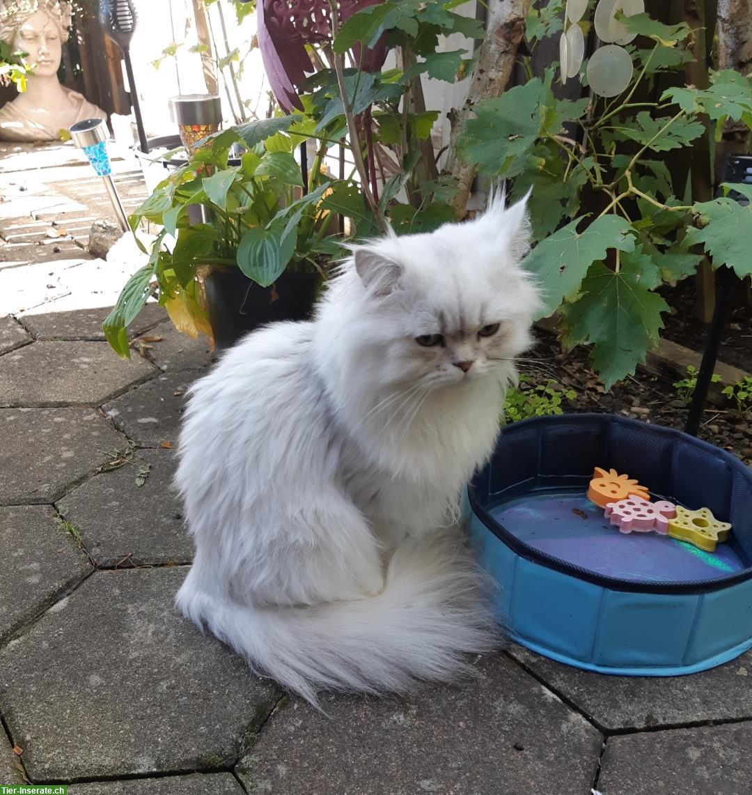 Bild 2: Chinchilla Perser Deckkater