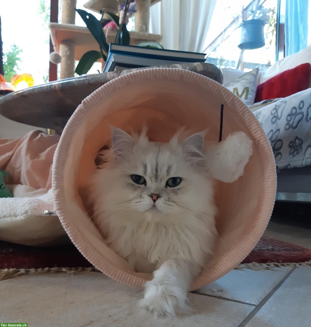 Bild 3: Chinchilla Perser Deckkater