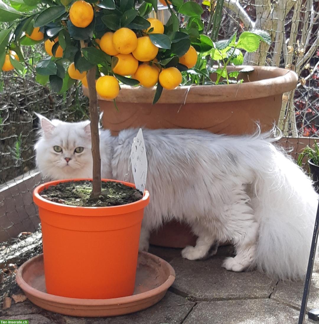 Bild 4: Chinchilla Perser Deckkater