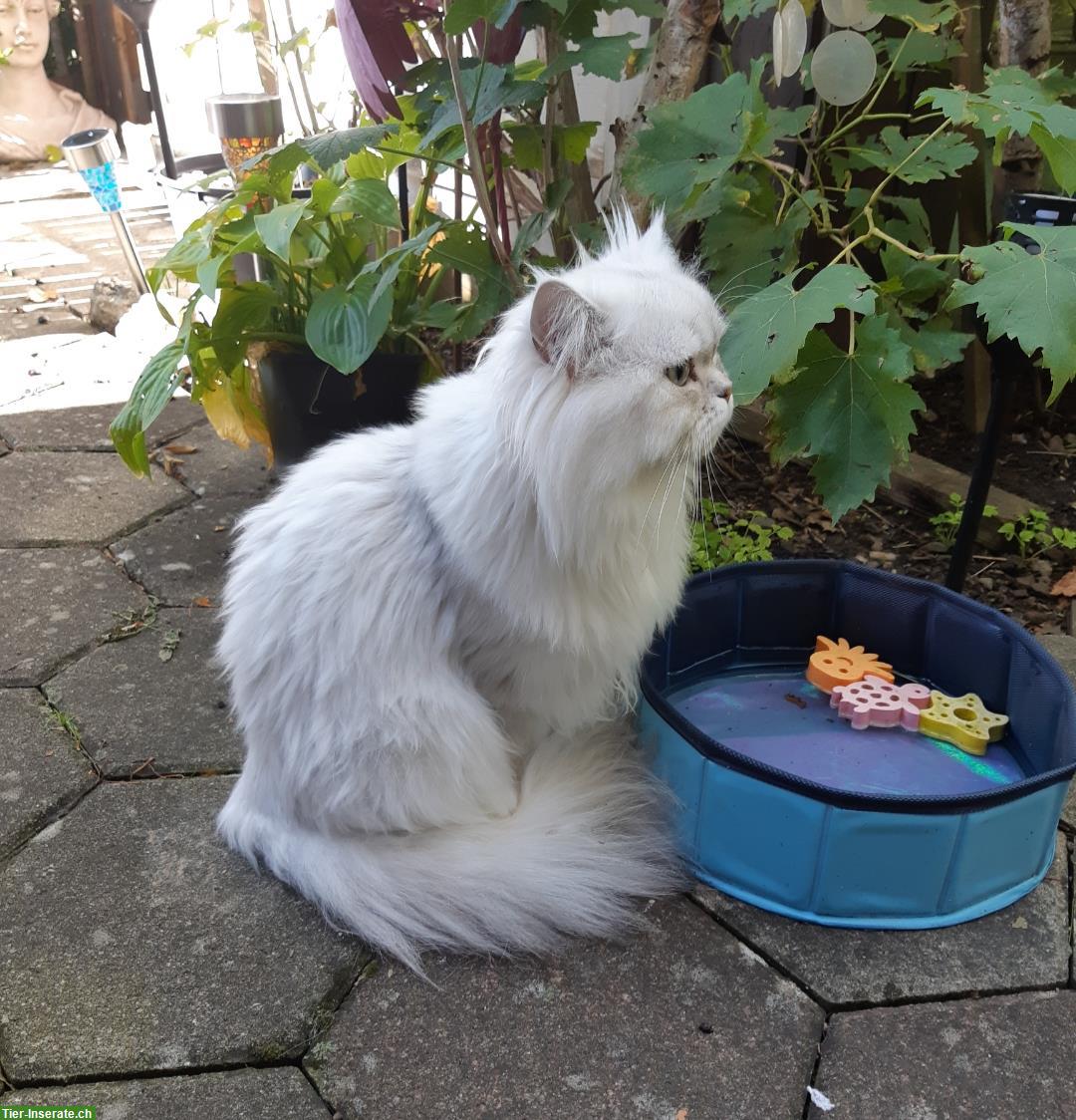 Bild 6: Chinchilla Perser Deckkater