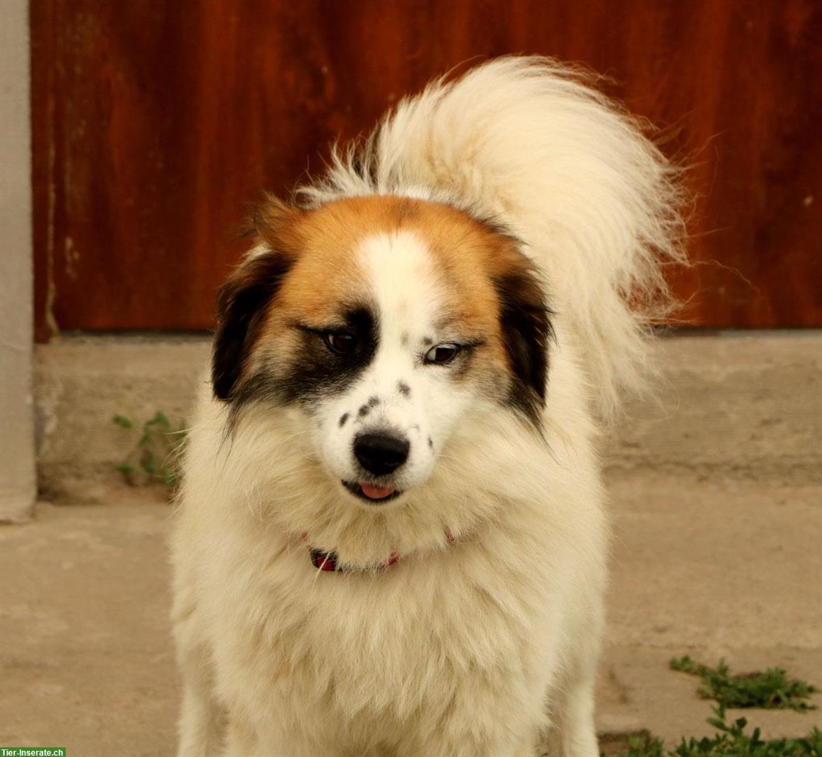 Rüde Kasper, anhänglich und verschmust, ca. 2 Jahre
