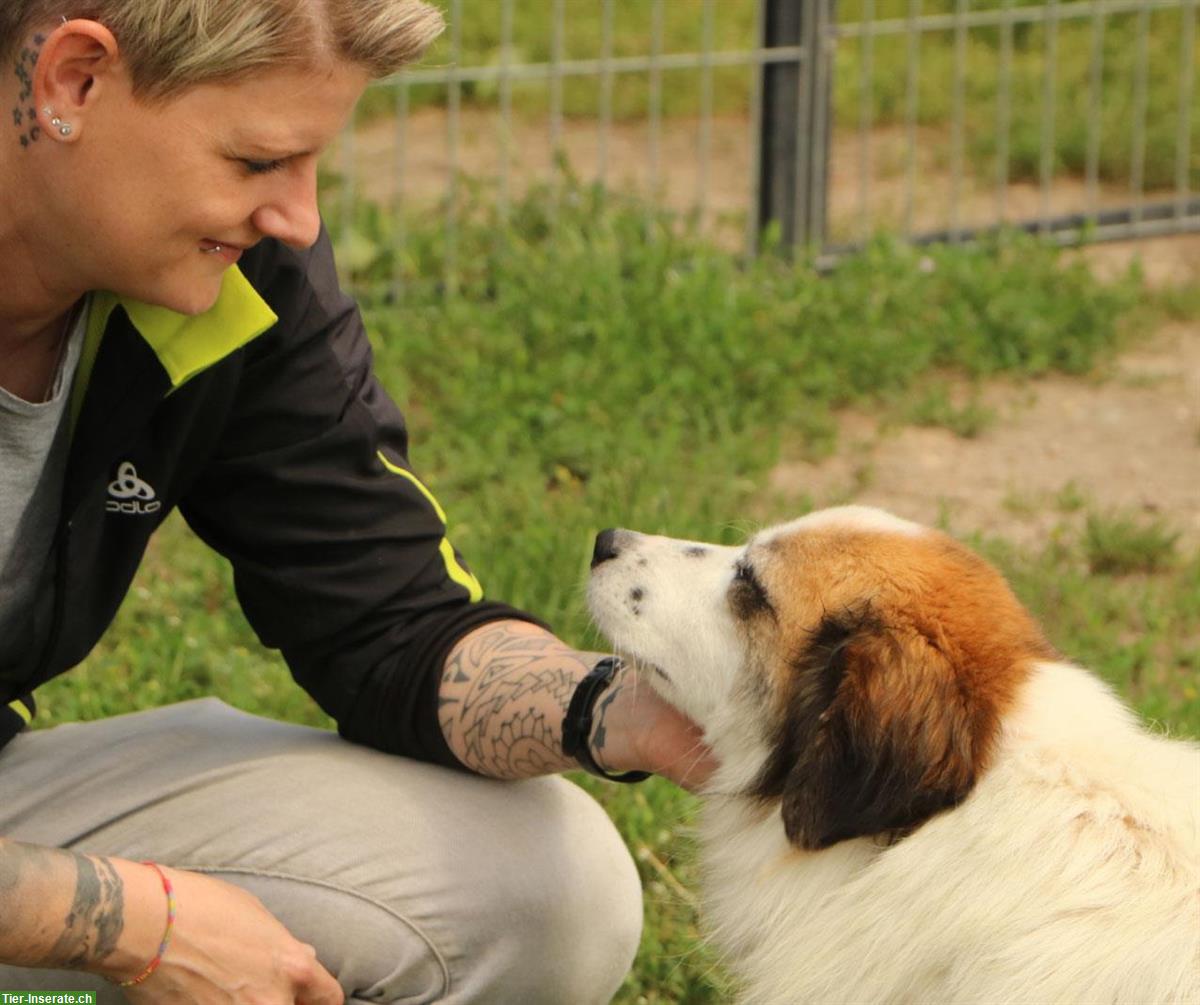 Bild 3: Rüde Kasper, anhänglich und verschmust, ca. 2 Jahre