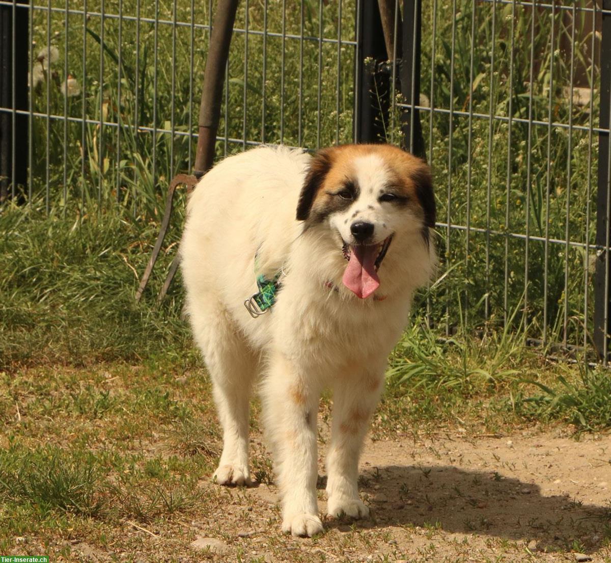 Bild 6: Rüde Kasper, anhänglich und verschmust, ca. 2 Jahre