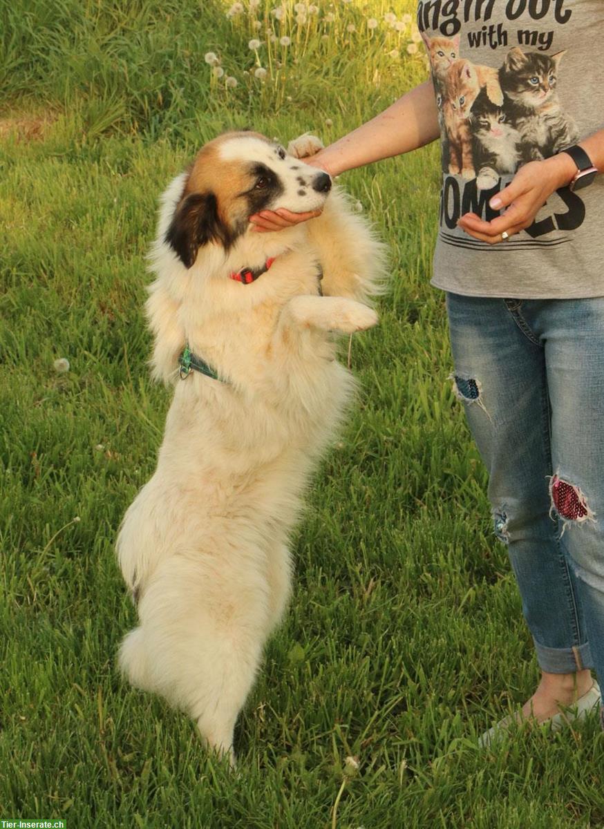 Bild 9: Rüde Kasper, anhänglich und verschmust, ca. 2 Jahre