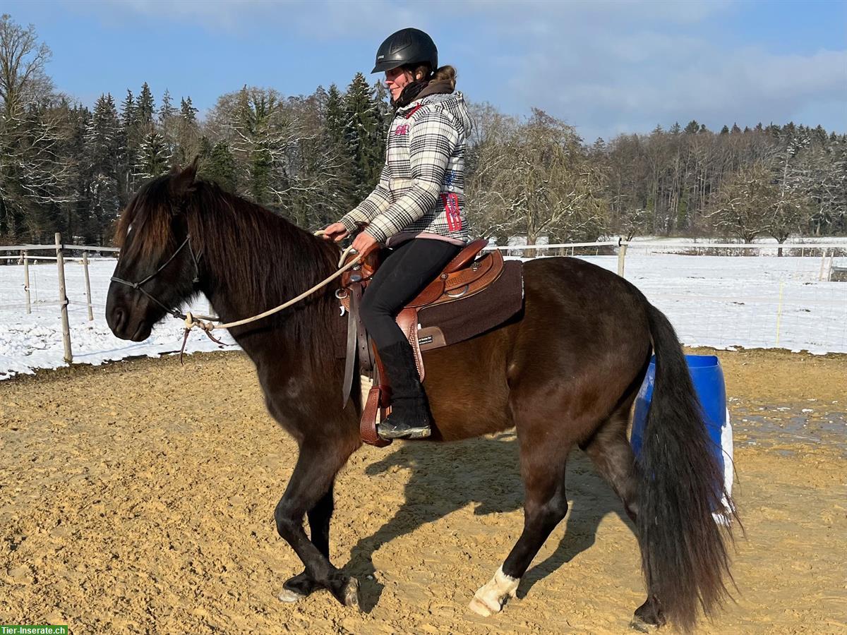 Bild 8: Lusitano Wallach, traumhaft schöne Präsenz