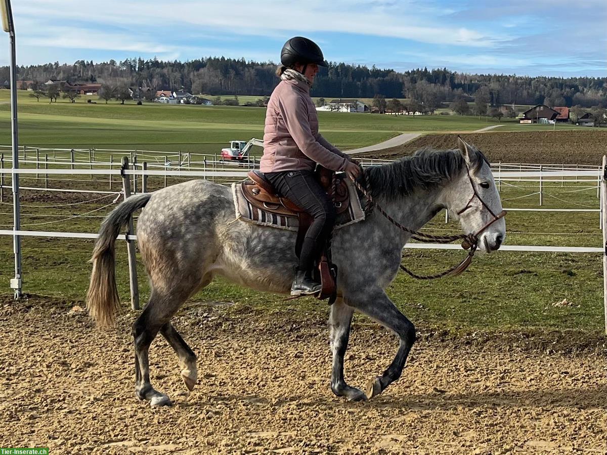 Bild 10: Lusitano Stute mit imposantem schwebenden Trab
