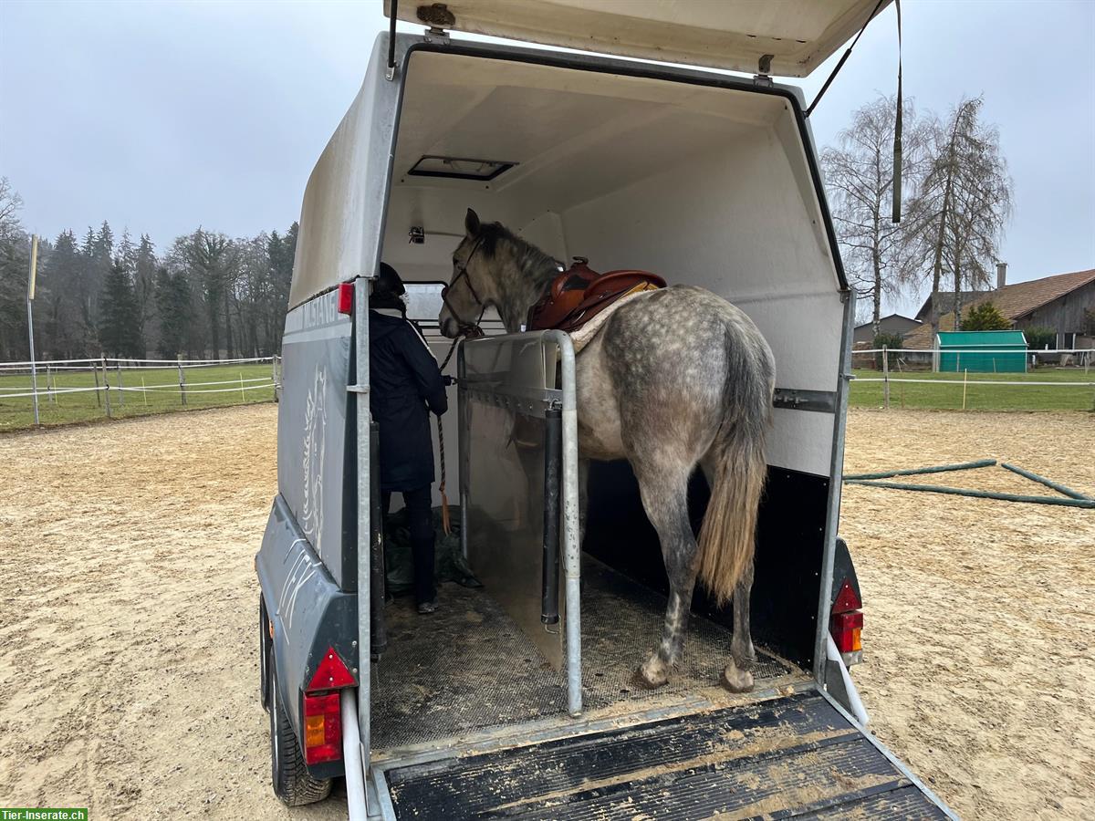 Bild 7: Lusitano Stute mit imposantem schwebenden Trab