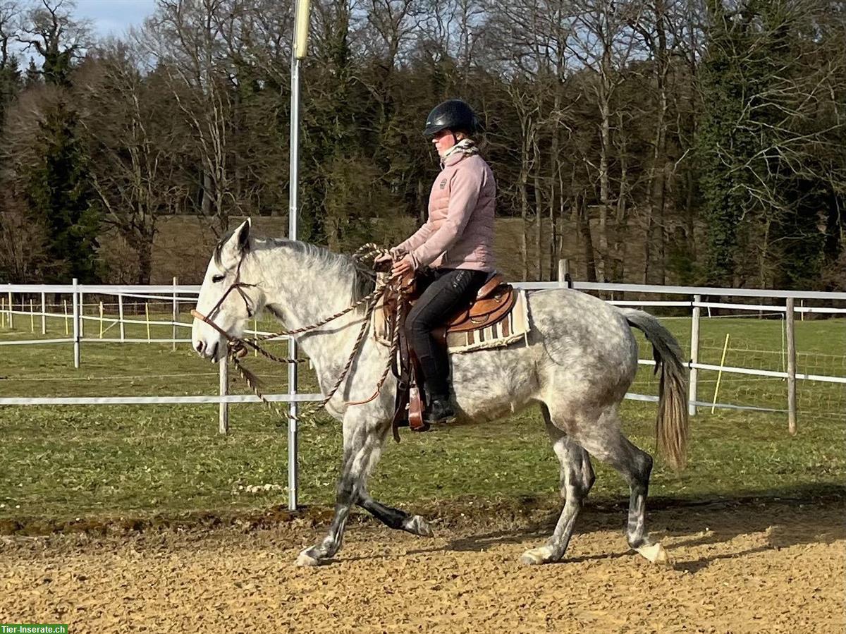 Bild 9: Lusitano Stute mit imposantem schwebenden Trab