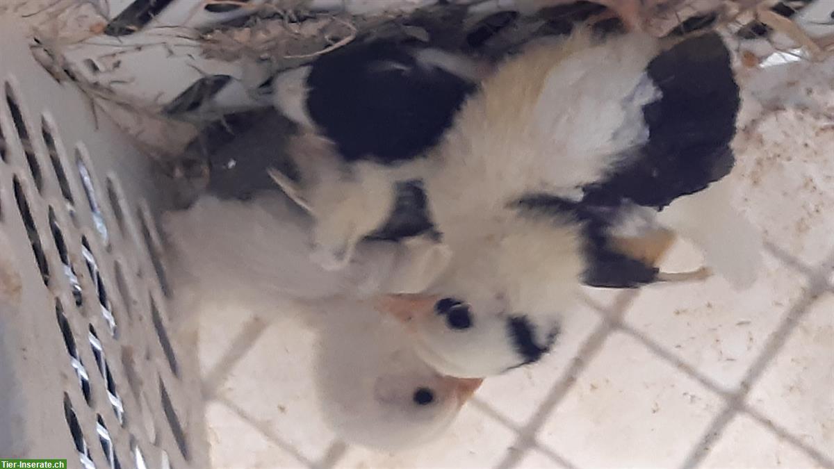 Bild 2: Reinrassige Chabo Hähne, handzahm