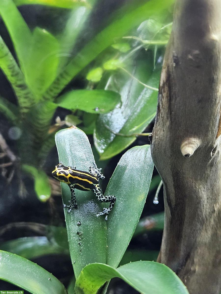 Ranitomeya Imitator Yurimaguas