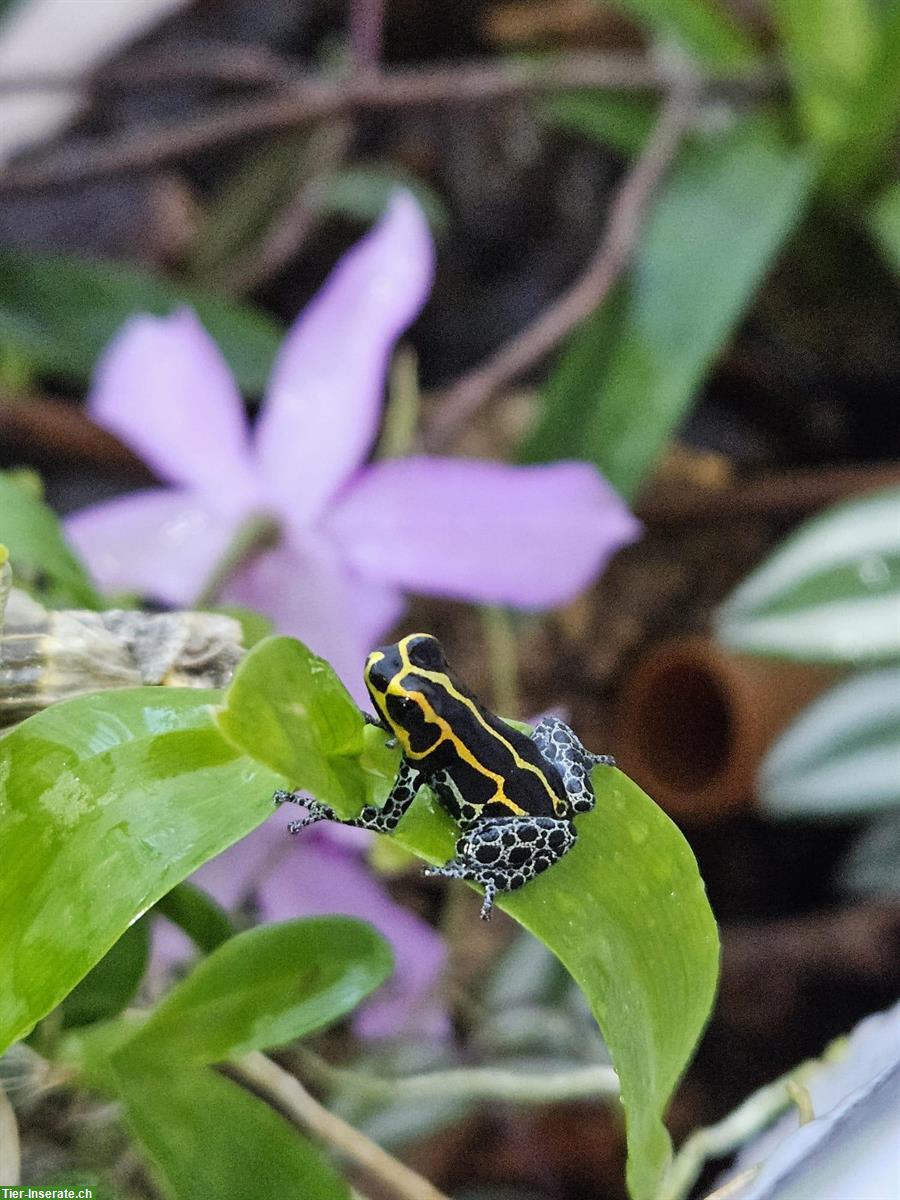 Bild 2: Ranitomeya Imitator Yurimaguas