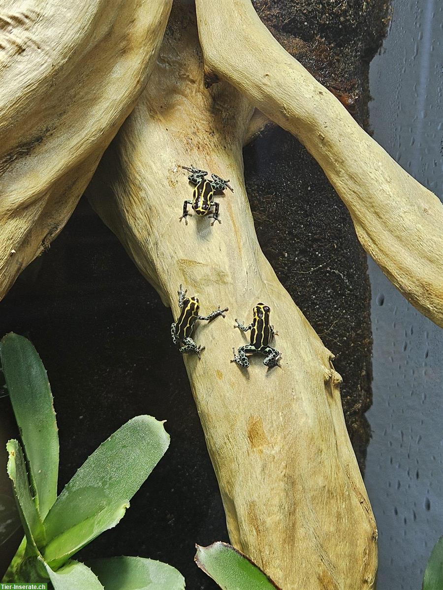 Bild 3: Ranitomeya Imitator Yurimaguas