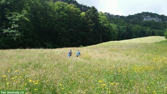 Bild 2: Zu vermieten Freilaufstall mit Weiden in Trimbach SO