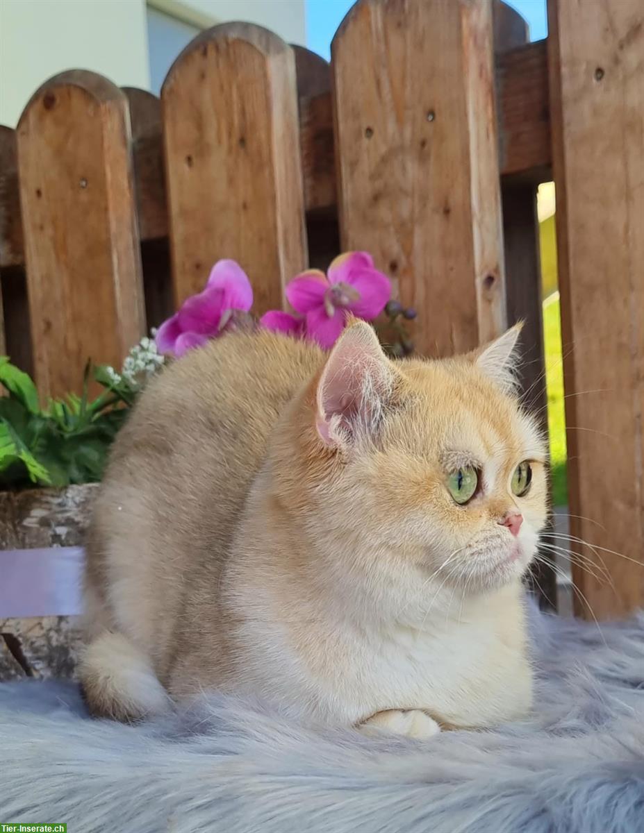 Britisch Kurzhaar Katze mit Stammbaum, Julie