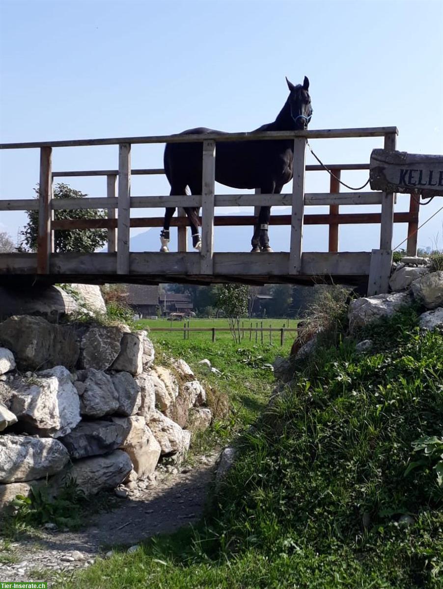 Arabisches Partbred, 10-jähriger Wallach