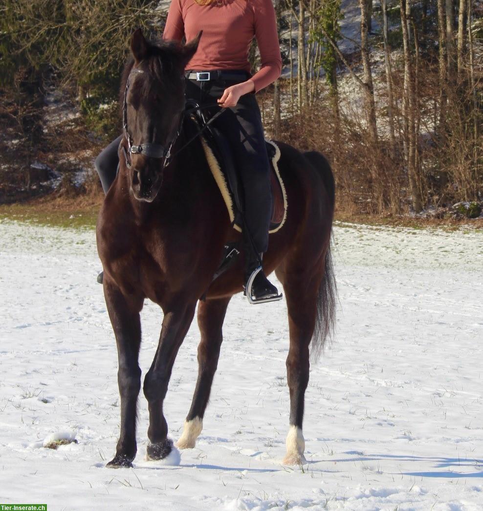Bild 2: Arabisches Partbred, 10-jähriger Wallach