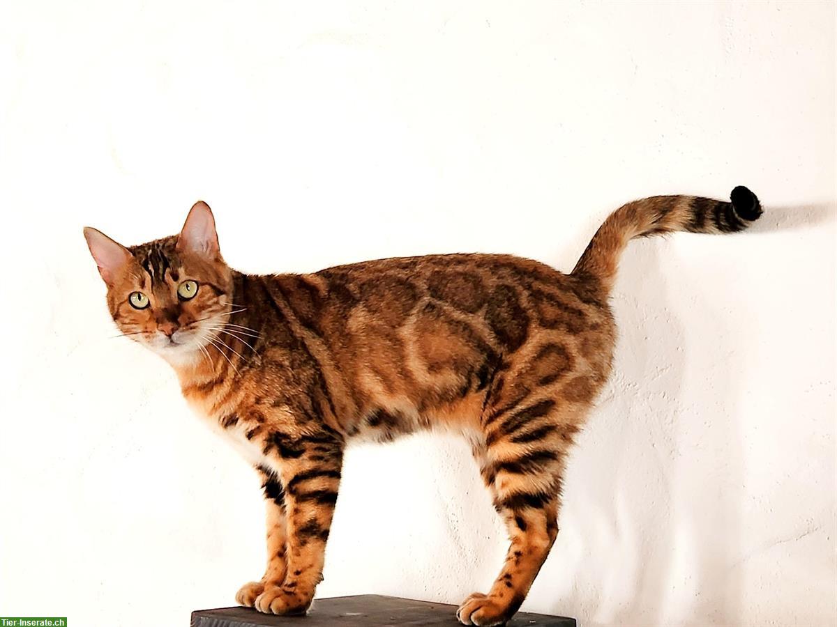 Bild 2: Bengal Kitten mit Stammbaum Schweiz