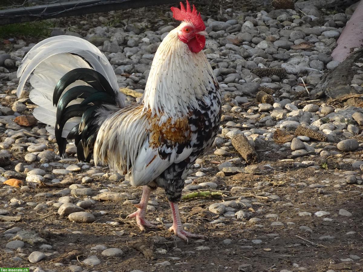Steinpiperl Junghähne zu verkaufen