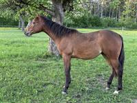Wunderschönes Quarter Horse Stutfohlen