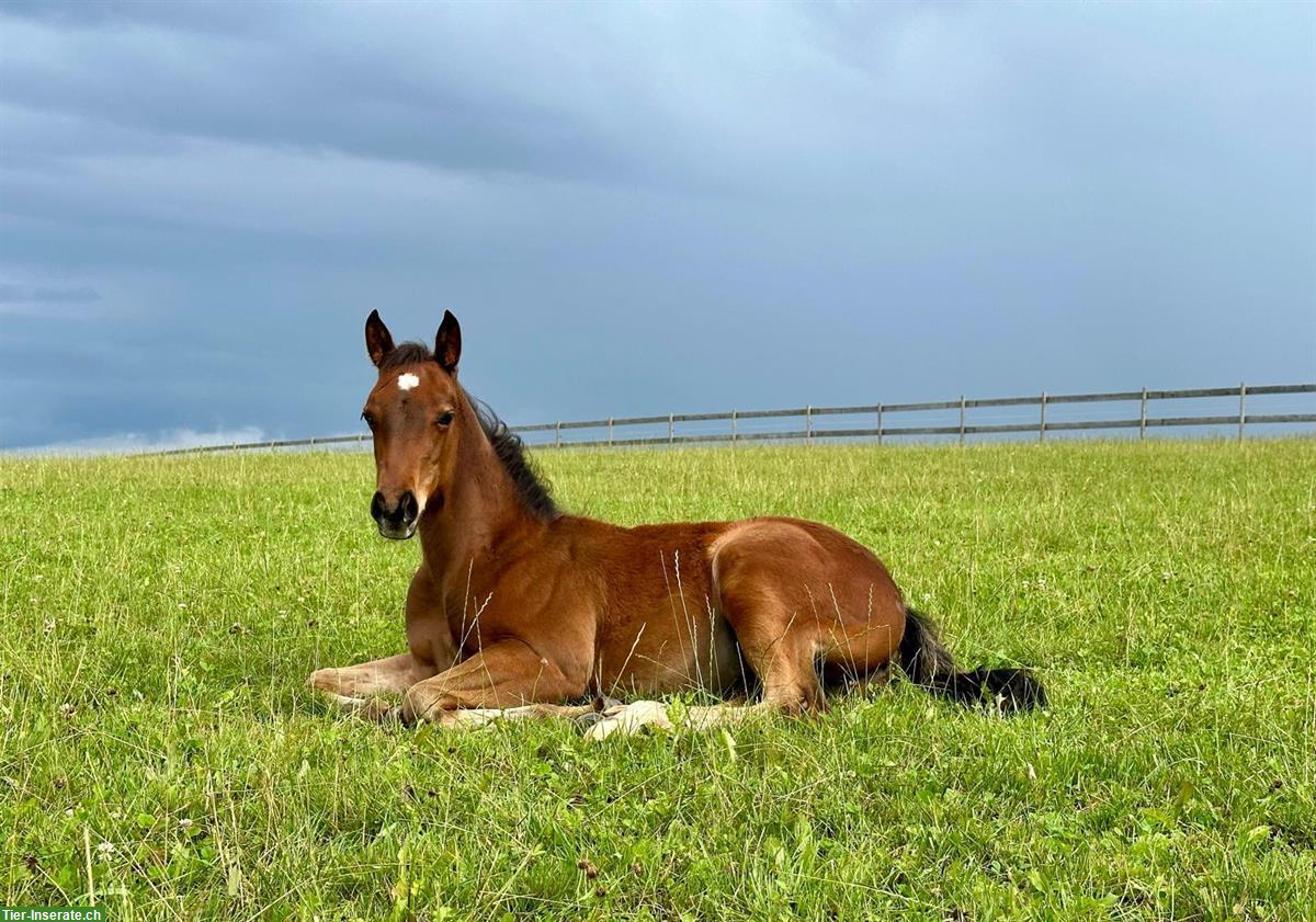 Bild 4: Wunderschönes Quarter Horse Stutfohlen