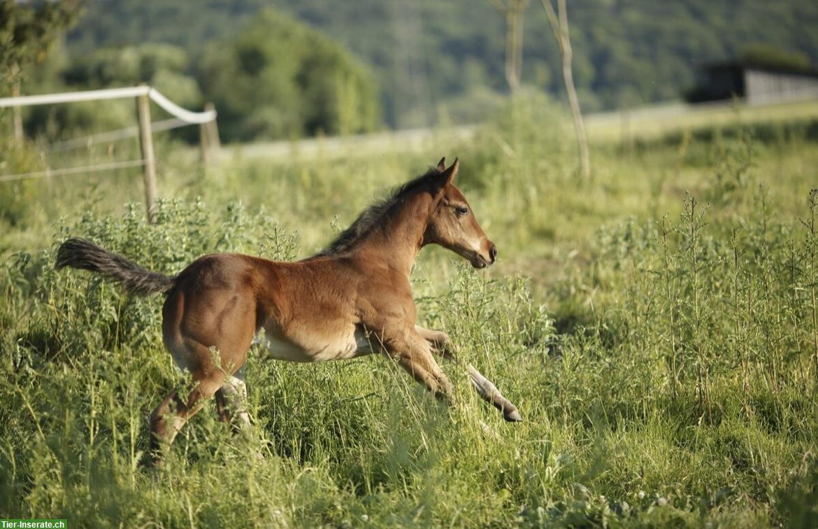 Bild 6: Wunderschönes Quarter Horse Stutfohlen