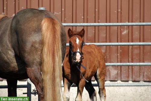 Bild 6: Kleine Fohlen Aufzucht / Zuchtstutenplätze