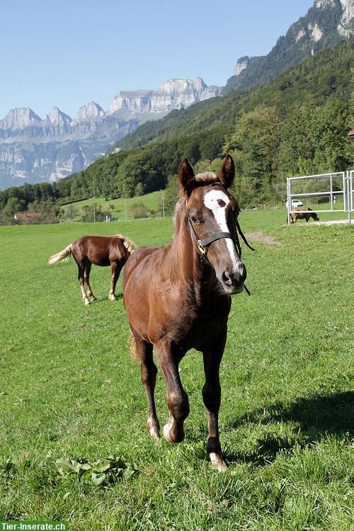 Bild 7: Kleine Fohlen Aufzucht / Zuchtstutenplätze