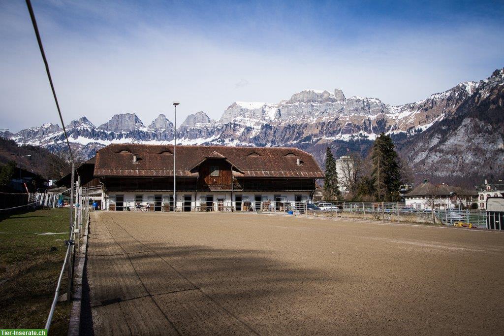 Bild 8: Kleine Fohlen Aufzucht / Zuchtstutenplätze