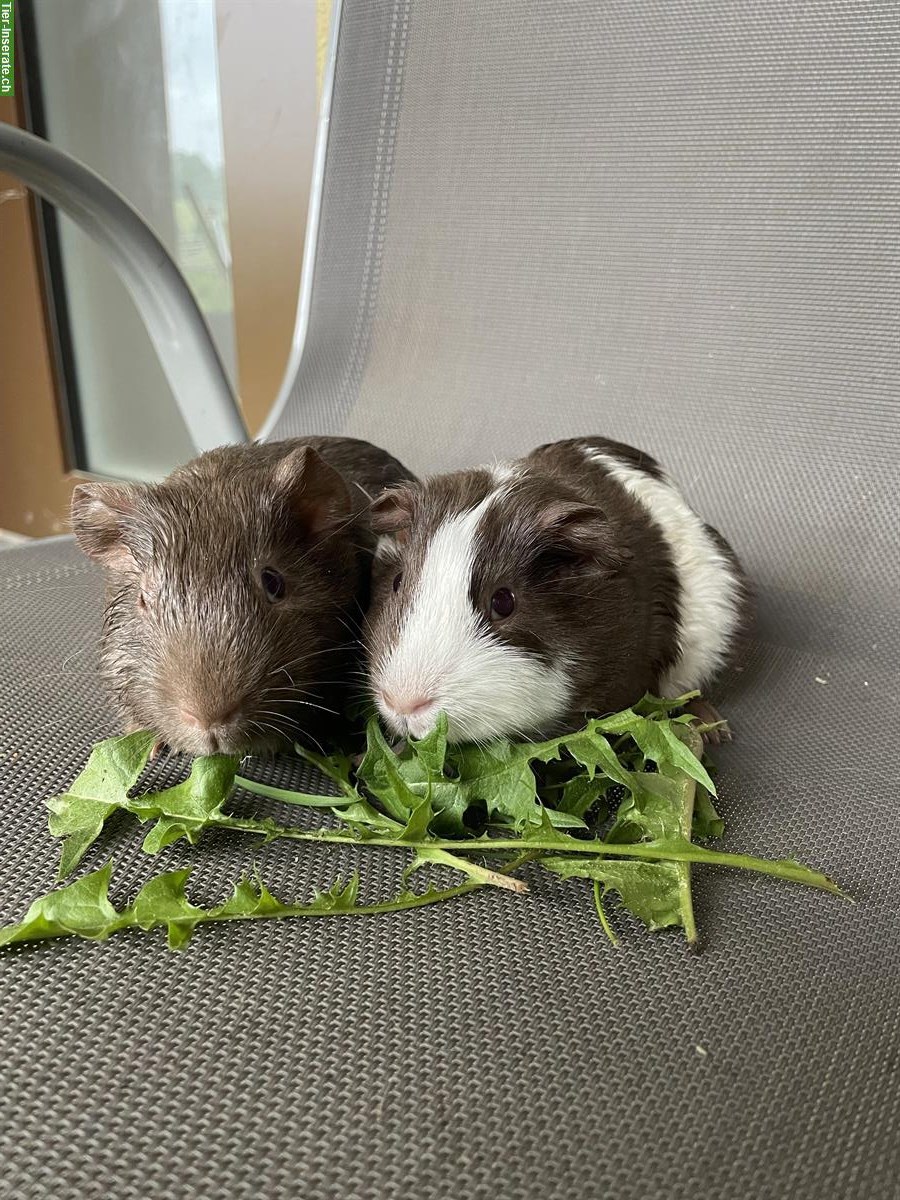 Schöne Meerschweinchen Kastraten