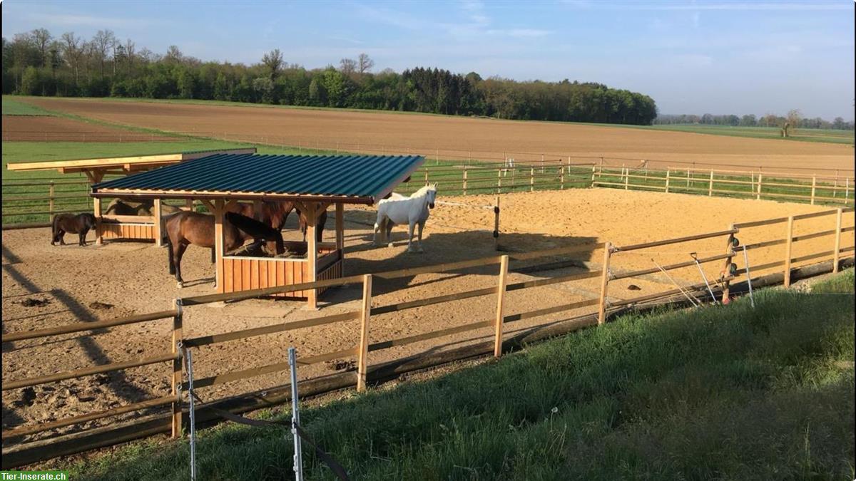 Bild 7: Biete Offenstallplatz in Marthalen, Zürcher Weinland