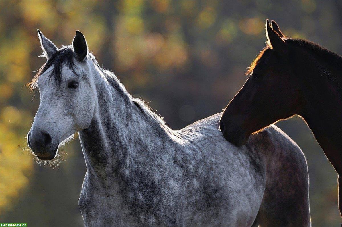 Bild 2: Healing | Tierkommunikation | Pferdemassage | Tierkinesiologie - Bern