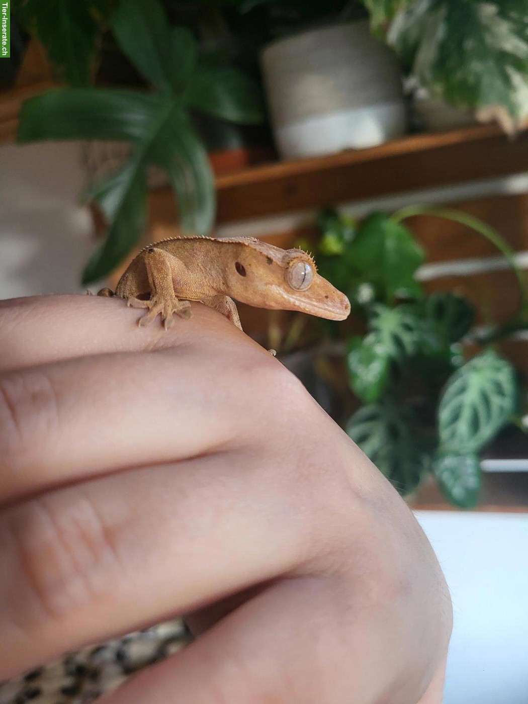 Bild 10: Kronengecko Jungtier sucht neues Zuhause